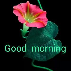 Meet your Posher, Cosette